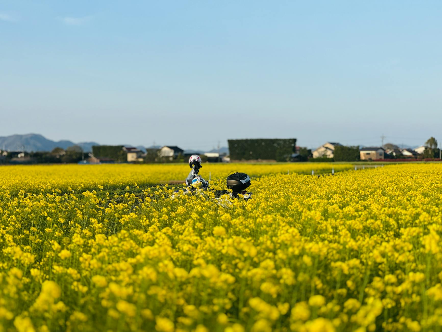 Motocykliści jadą w słoneczny dzień przez pole żółtych kwiatów wiosną